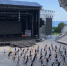 Керченский шоу-балет «Алиса» выступил с грандиозным спектаклем в «Артеке» - Kerch.Com.Ru