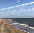 На городском пляже резвятся дельфины (видео) - Kerch.Com.Ru