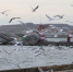 Вечно голодные чайки (фото) - Kerch.Com.Ru