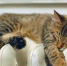 В дома, оставшиеся без отопления, началась подача тепла - Kerch.Com.Ru