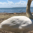 На "Черепашке" появился ручной лебедь (фото) - Kerch.Com.Ru