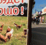 Куры дело говорят - Kerch.Com.Ru