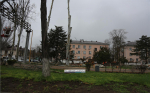 На улице Кирова избавляются от старых тополей (фото)
