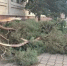 В Керчи поломало дерево по ул. Свердлова (фото) - Kerch.Com.Ru