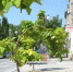 На улице Советской (фото) - Kerch.Com.Ru
