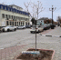 На ул. К. Маркса высадили недостающие деревья (фото) - Kerch.Com.Ru