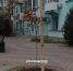 На центральных улицах города высадили недостающие деревья (фото) - Kerch.Com.Ru